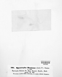 Sorocybe resinae image